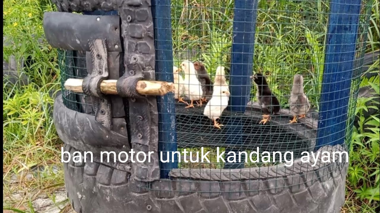 membuat kandang anak  ayam  dengan ban motor YouTube