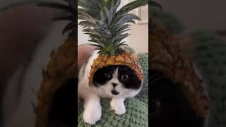 How to turn your cat’s head into Pineapple