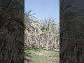 انشاء زراعة النخيل في مصر زغلول وسماني وحياني ومجدول وبرحي ٠١٠١٢٠٤٥٨٥٦التوصل الوتس انشاء زراعة النخيل في مصر زغلول وسماني وحياني ومجدول وبرحي ٠١٠١٢٠٤٥٨٥٦التوصل الوتس