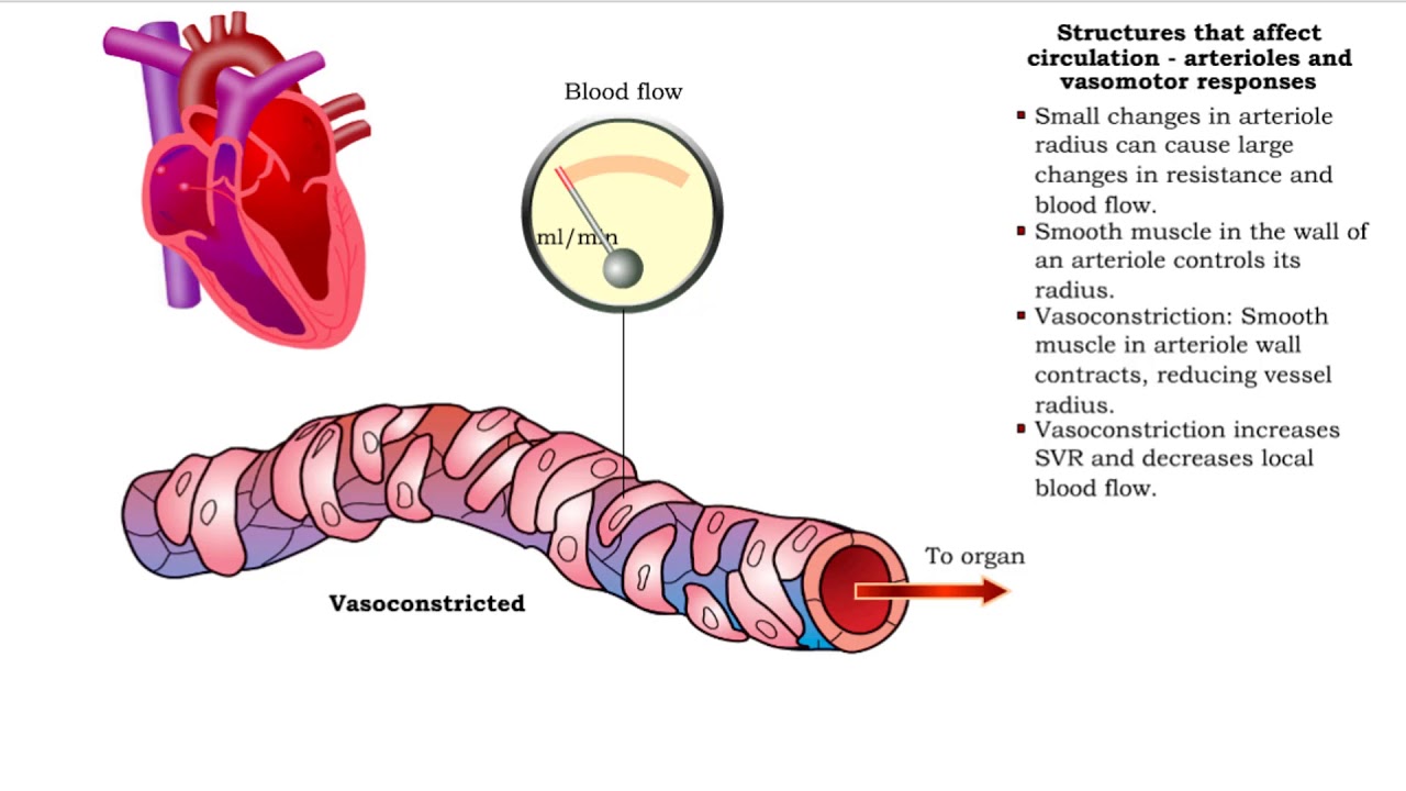 Structures That Affect Circulation Arterioles And Vasomotor Responses And Venous Return Youtube