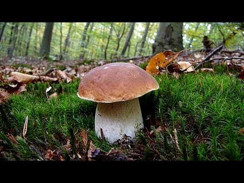 Video: Koje Gljive Se Beru U Proljeće
