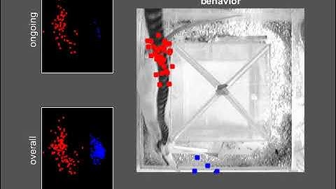 Supplemental Video for place cell firing
