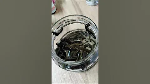 Виды медицинских пиявок 👉