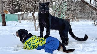 How Panther Luna survives in Siberia at -37˚С🥶😳