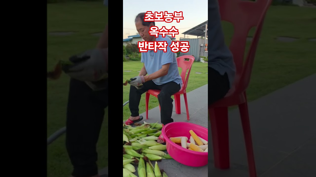 초보농부 옥수수 반타작 성공