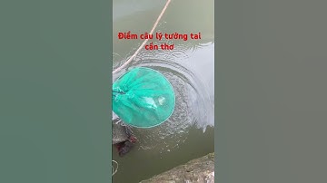 Điểm câu lý tưởng tại chân cầu cần thơ