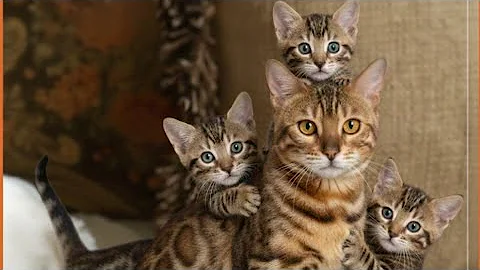 Video 11627471: bengal cat kitten