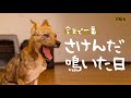 牧場に捨てられてた犬との生活33日目 今までで一番鳴きました