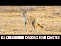 65 creedmoor crushes four coyotes