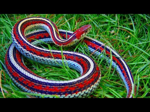 Cuidados y Alimentación Jarretera (Thamnophis)