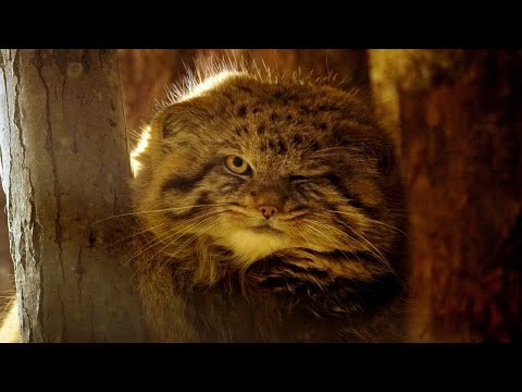 Winter's Whisper: A Pallas's Cat's Nighttime Adventure