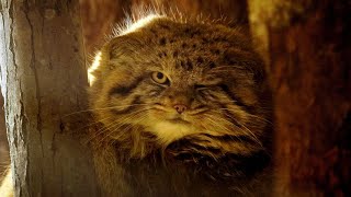 Winter's Whisper: A Pallas's Cat's Nighttime Adventure by Manulization (Pallas's Cats) 68,378 views 2 months ago 1 minute, 34 seconds