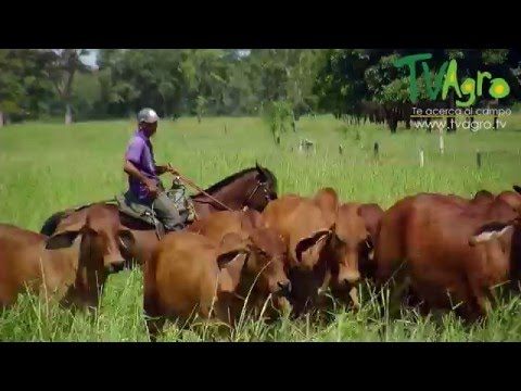 Video: ¿Cómo podemos mejorar la ganadería?