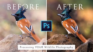 Processing YOUR Wildlife Photography Ep. 1 + UPCOMING SERIES Announcement screenshot 4