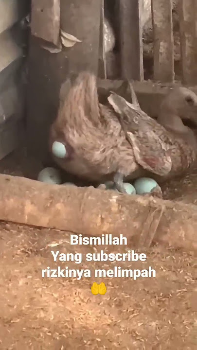 bebek bertelur