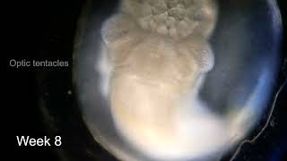 Ambigolimax Parvipenis A. Nyctelius Embryo Development