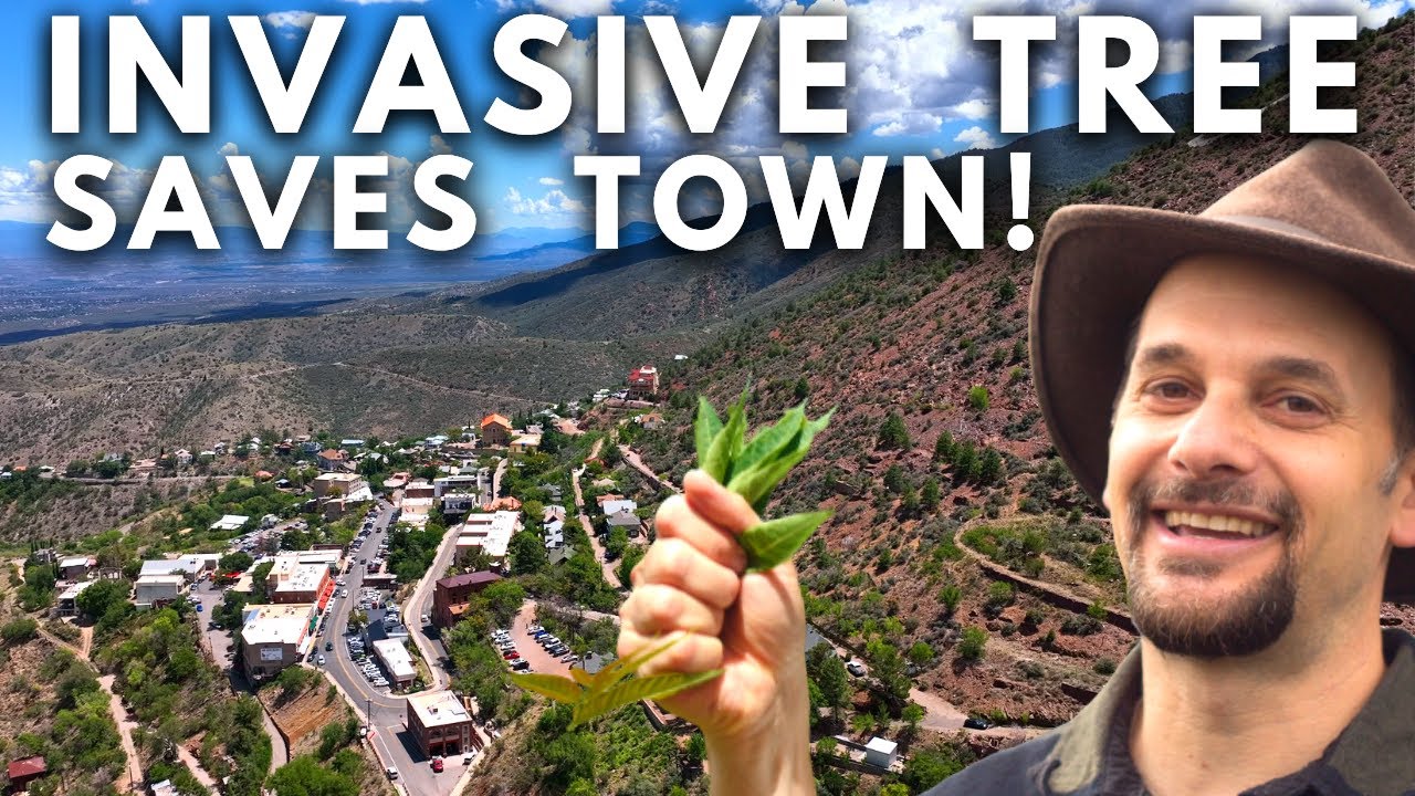 ⁣Invasive Tree Rescues Arizona Town!