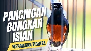 Download Lagu MURAI BATU GACOR FULL ISIAN TEMBAKAN CILILIN KAPAS TEMBAK KENARI GEREJA AMPUH MEMANCING EMOSI MURAI MP3