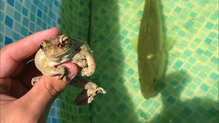 TREE FROG GETS  Eaten By Giant BASS