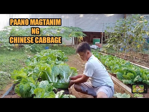 Video: Pagtatanim ng Chinese Cabbage: Chinese Cabbage na Lumalago sa Hardin