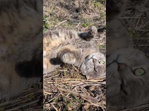 隻眼の甘えん坊 #cat #ねこねこ #ねこ #猫 #猫動画
