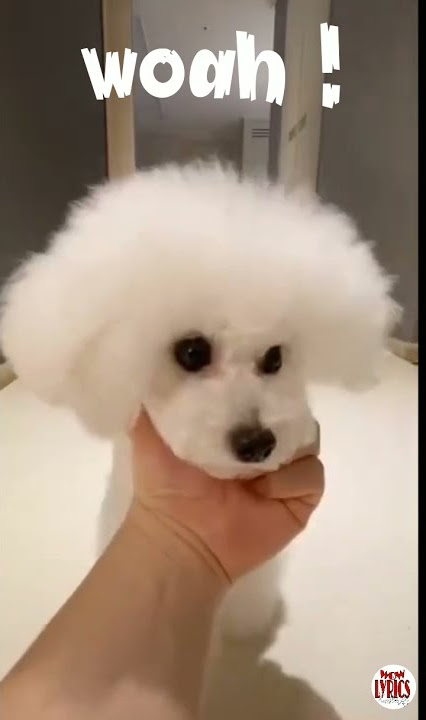 Viral Tiktok - Cute Dog🐩 Doing Woah😎 KRYPTO9095 - WOAH Lyrics ft. D3Mstreet #shorts #shortsvideo