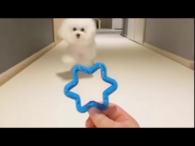 Watch Viral Tiktok - Cute Dog🐩 Doing Woah😎 KRYPTO9095 - WOAH Lyrics ft. D3Mstreet #shorts #shortsvideo on YouTube Watch Viral Tiktok - Cute Dog🐩 Doing Woah😎 KRYPTO9095 - WOAH Lyrics ft. D3Mstreet #shorts #shortsvideo on YouTube
