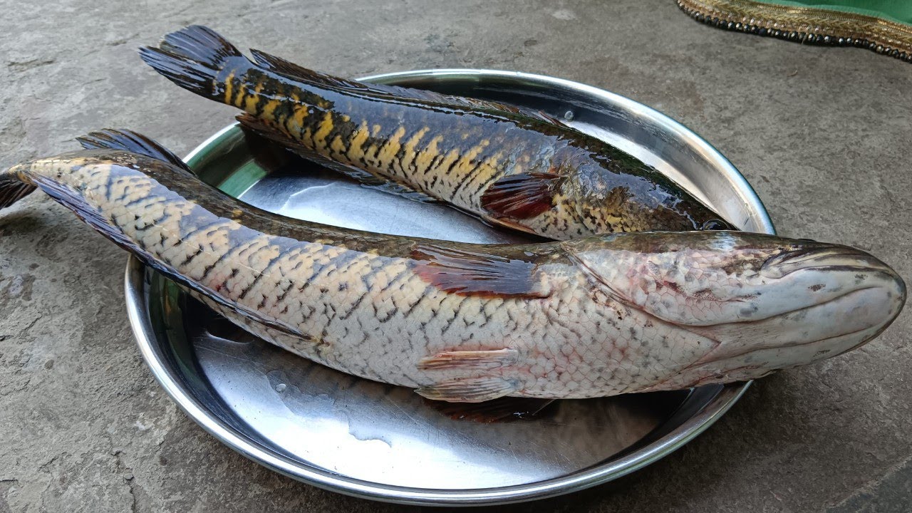 Machhali Biryani ki Recipe Village Style 🔥🔥 ll Fish Biryani Recipe ll मछली की बिरियानी 🐬🐬