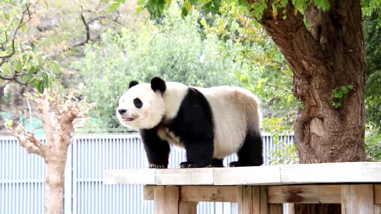 20201030「かわいい」大絶賛に応えるタンタン
