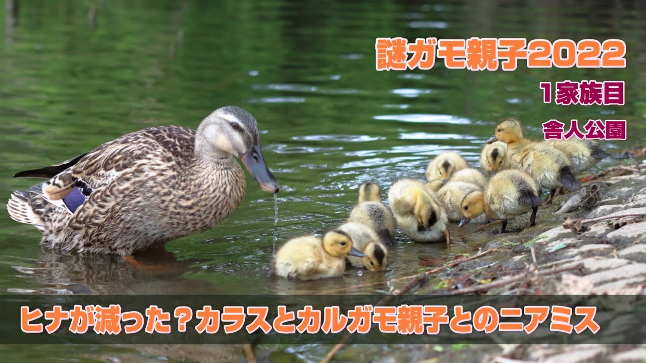 謎ガモのヒナが減った？カルガモ親子との棲み分けとカラスのニアミス　舎人公園謎ガモ親子2022・7日め2022年5月9日