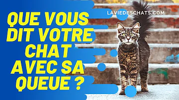 Qu'est-ce qu'il y a dans la queue d'un chat ?