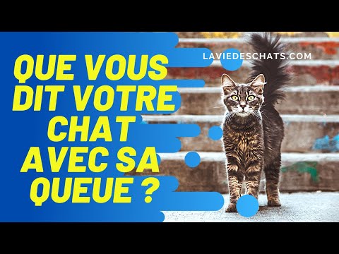 Vidéo: Ce Que Le Chat Essaie De Vous Dire Avec Sa Queue