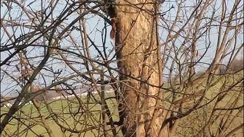 Cute squirrels running around on the tree