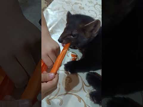 кровожадный хищник #