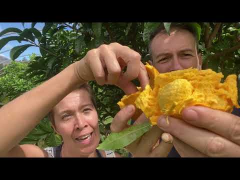 Vidéo: Canistel Tree Care : Apprenez à faire pousser des aubergines dans le paysage
