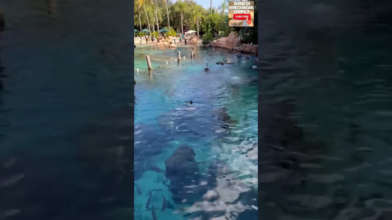 DISCOVERY COVE PART III UNDER WATER ORLANDO FLORIDA USA