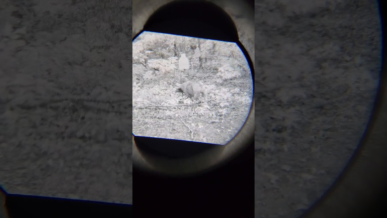 ДОСТУПНАЯ ЦИФРОВАЯ НОЧНАЯ СЪЕМКА, КОТОРАЯ РАБОТАЕТ! NIGHTFOX PROWL...