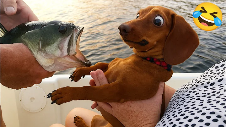 Video 11475581: funniest cats dogs compilation, kitten