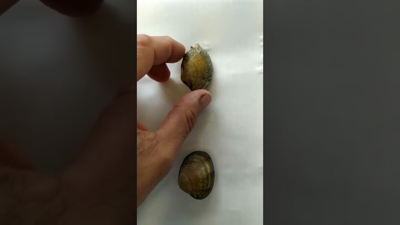 Distinguere vongola filippina da vongola nostrana