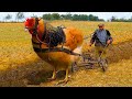 TOP 5 Largest Chicken Breeds in the World