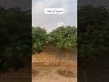 الزنزلخت الزنزلخت