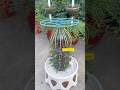 outdoor pruning portulaca flower together for decorating beautiful