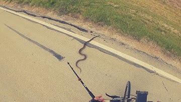 BULL SNAKE initially misidentified as King Snake by Amputee Cyclist Aaron Smith near Gainesville, TX