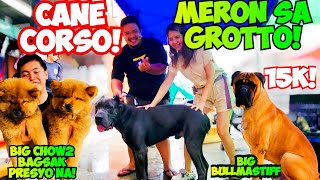 SOLID SI CANE CORSO! KABOG NA KABOG ANG MGA ASO AT PUSA NGAYON SA GROTTO PET MARKET!