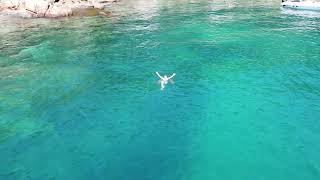 Ilha de Jorge Grego - Ilha Grande - RJ - Passeio SuperSul