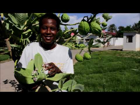 Vidéo: Calotropis Procera : une plante multi-usages