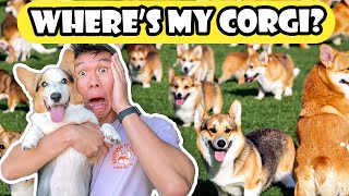 2,200+ Corgis at CorgiCon! We SOLD OUT! || Life After College: Ep. 763 by VlogAfterCollege 52,114 views 6 months ago 11 minutes, 58 seconds