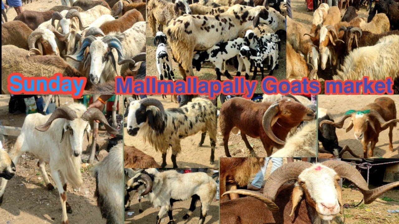 𝗦𝘂𝗻𝗱𝗮𝘆 𝗚𝗼𝗮𝘁𝘀 𝗺𝗮𝗿𝗸𝗲𝘁 𝗠𝗮𝗹𝗹𝗺𝗮𝗹𝗹𝗮𝗽𝗮𝗹𝗹𝘆 𝗕𝗶𝗴 𝗵𝗼𝗻𝘀 𝗧𝗲𝗹𝗮𝗻𝗴𝗮𝗻𝗮 𝗽𝗼𝘁𝗹𝗮 𝗔𝗻𝗱 𝗠𝗮𝗿𝗰𝗵𝗮𝗿𝗹𝗮 𝗺𝗮𝗹𝗲 𝗳𝗲𝗺𝗮𝗹𝗲 𝗯𝗮𝗯𝘆 𝘀𝗵𝗲𝗲𝗽