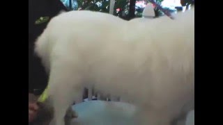 FURminator Rake   A Petco Product Feature