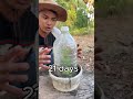 How to Grow Guava Trees for Maximum Fruit Production | Best Grafting & Growing Tips